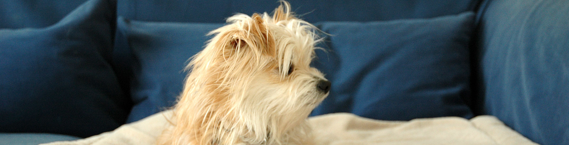 Fortnahme und Veräußerung von Hunden und Katzen