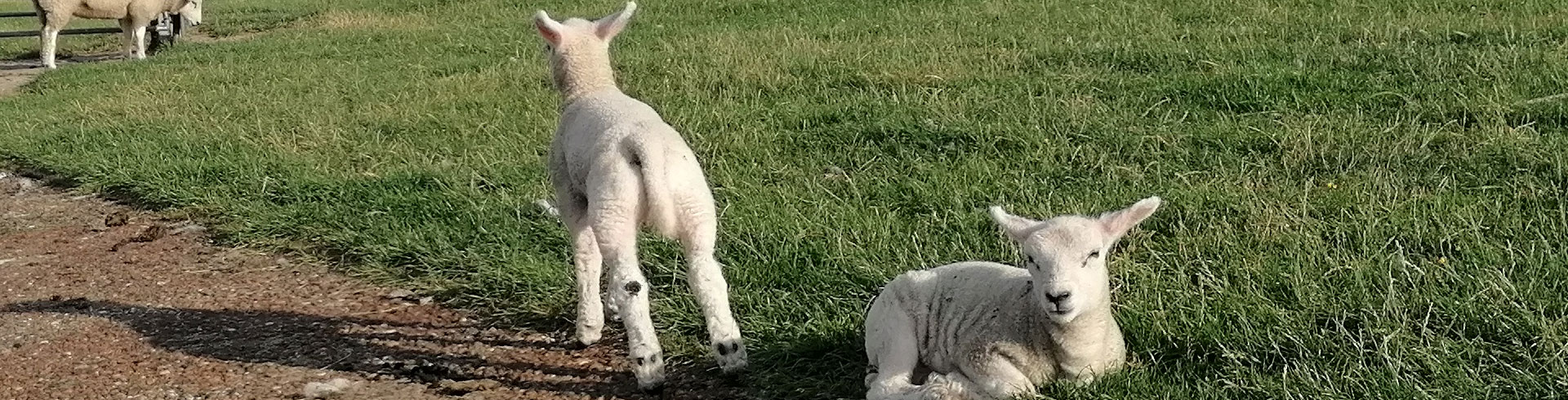 Tierarztaufgaben und die Verantwortung